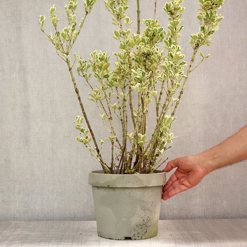 Euonymus japonicus Silver King - Japanese Spindle 7.5L/10L pot sample as delivered in summer