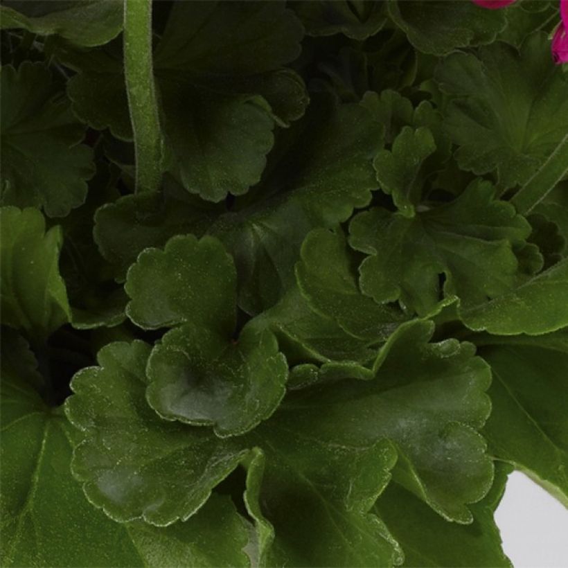 Pelargonium hortorum Flower Fairy Velvet (Foliage)