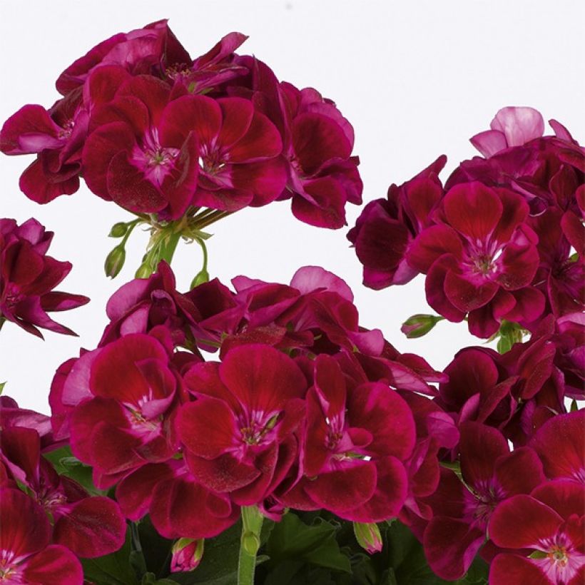 Pelargonium hortorum Flower Fairy Velvet (Flowering)