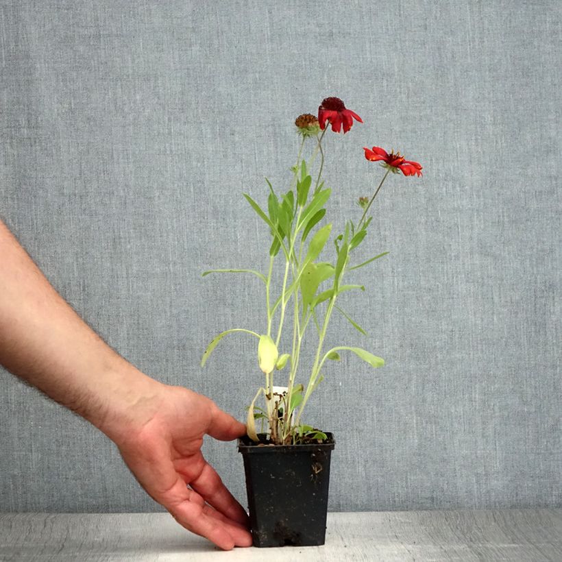 Gaillardia Arizona Red Shades 8/9 cm pot sample as delivered in summer
