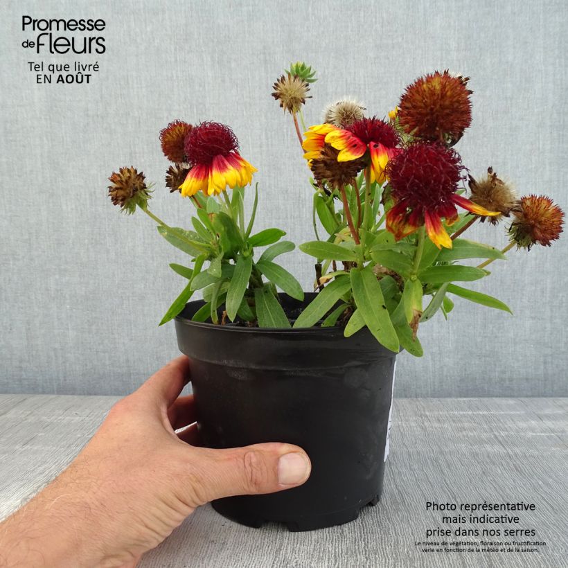 Gaillardia Lutin 2L/3L pot sample as delivered in summer
