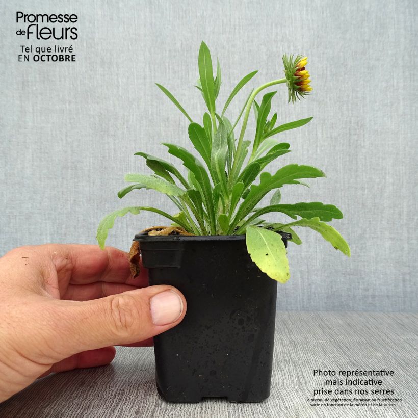 Gaillardia Lutin 7/8 cm pot sample as delivered in autumn