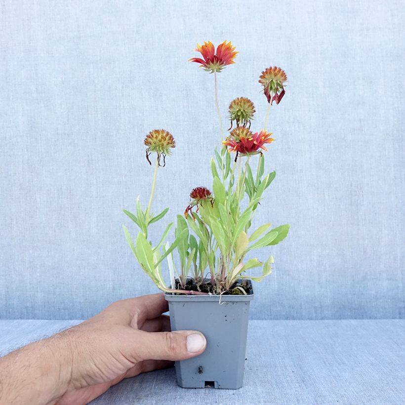 Gaillardia grandiflora Tokayer 8/9 cm pot sample as delivered in summer