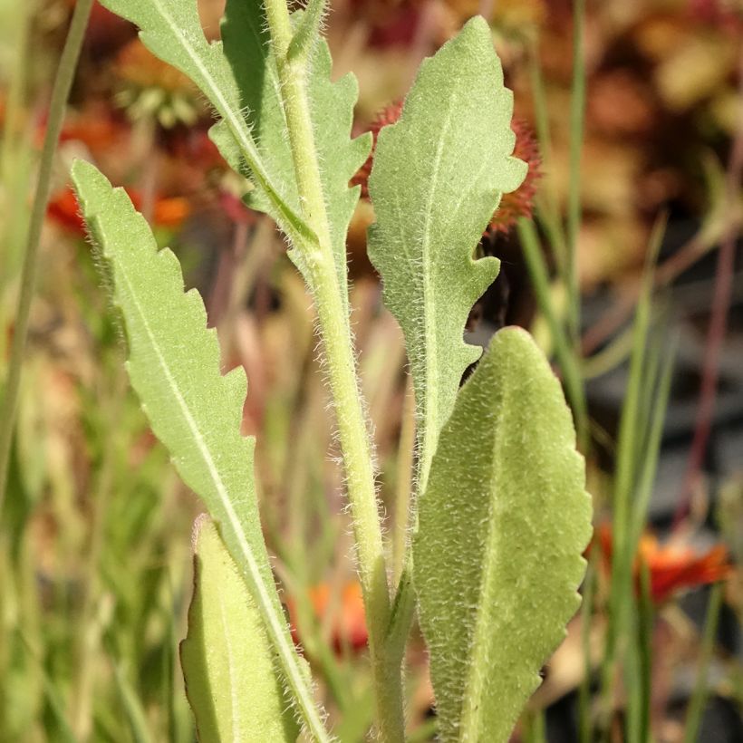 Gaillardia grandiflora Tokayer (Foliage)