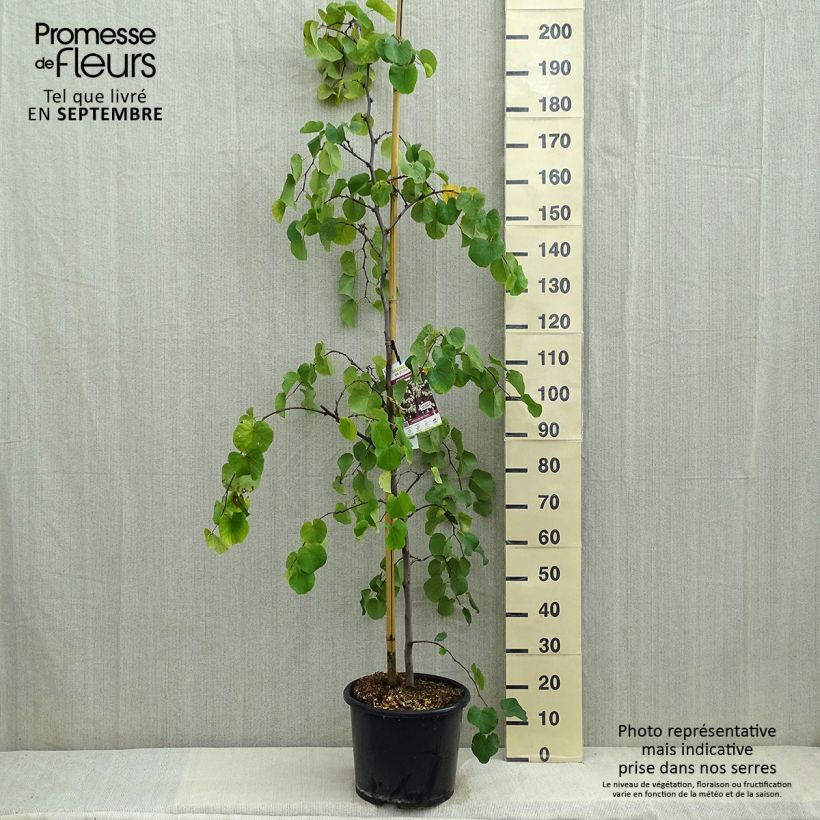 Cercis canadensis Royal White - Eastern Redbud 7.5L/10L pot sample as delivered in summer
