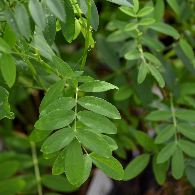 Galega hartlandii Lady Wilson (Foliage)