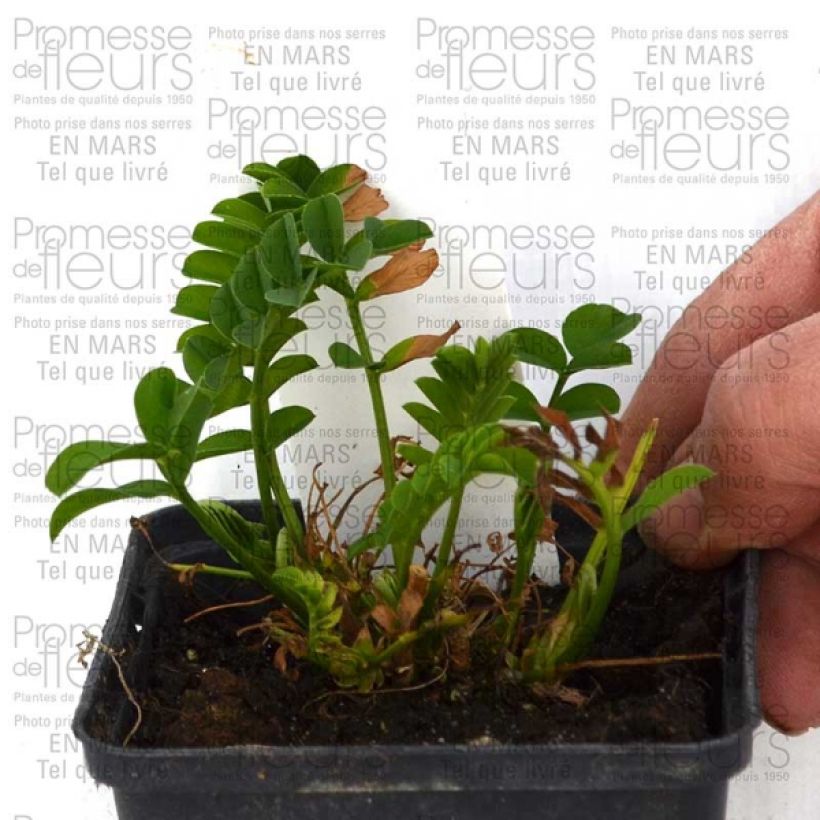 Example of Galega hartlandii Lady Wilson 8/9 cm pot specimen as delivered