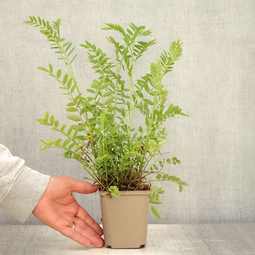 Galega officinalis 8/9 cm pot sample as delivered in summer