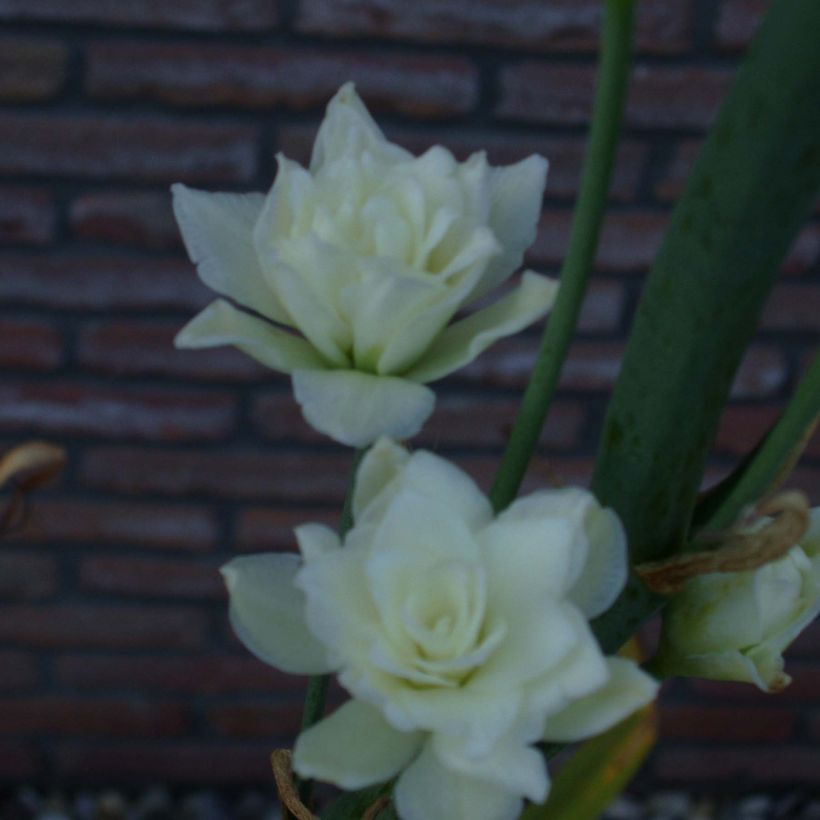 Galtonia candicans Moonbeam - Summer Hyacinth (Flowering)