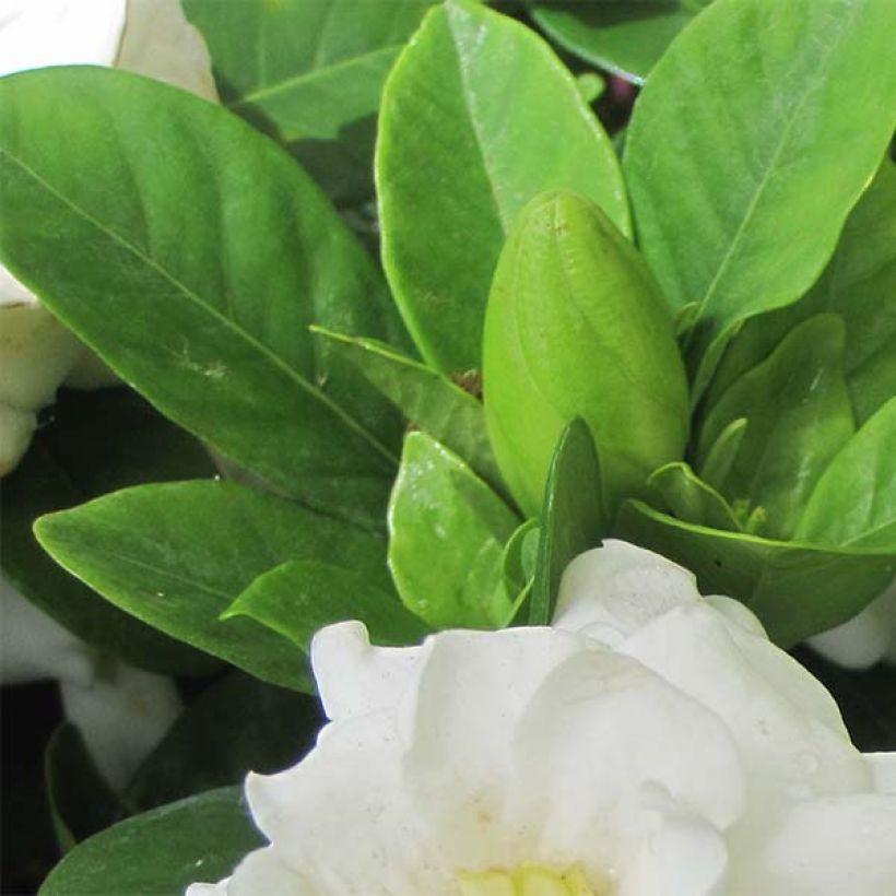 Gardenia jasminoides Crown Jewel - Cape Jasmine (Foliage)