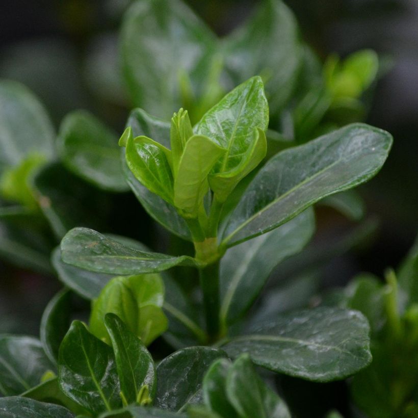 Gardenia jasminoides Kleims Hardy (Foliage)