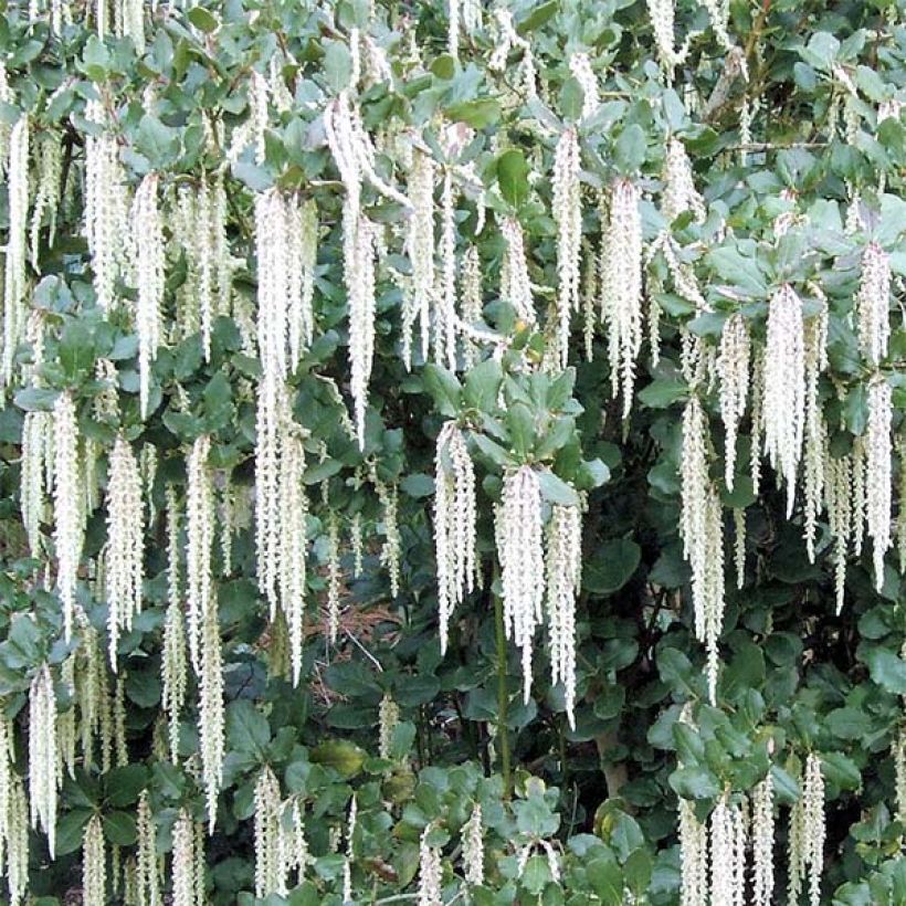 Garrya elliptica - Elliptical-leaved Garrya (Flowering)