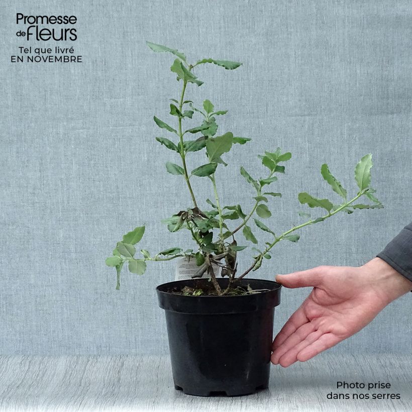 Garrya elliptica - Elliptical-leaved Garrya 2L/3L pot sample as delivered in autumn