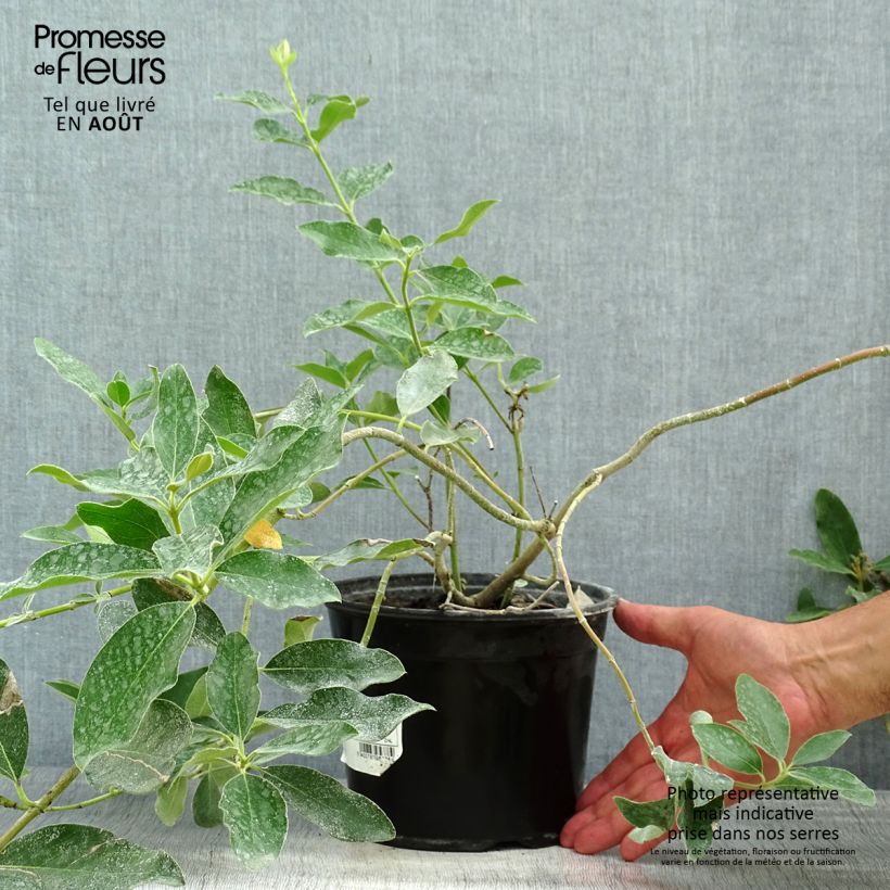 Garrya x thuretii - Hybrid Garrya 2L/3L pot sample as delivered in summer