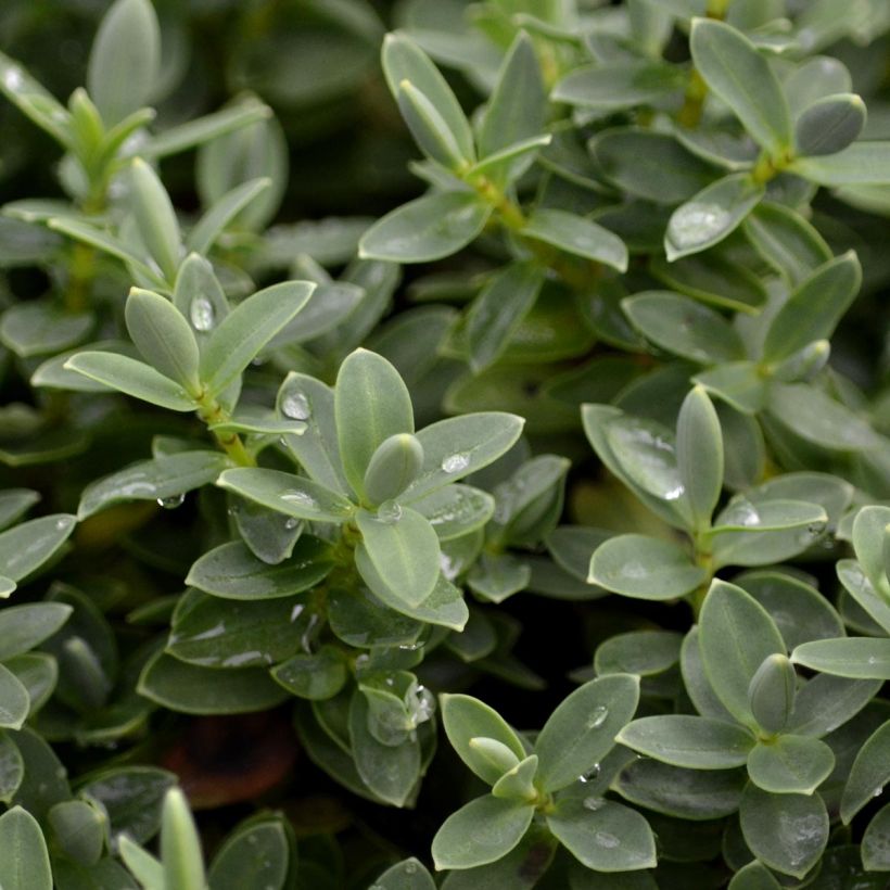 Gaultheria procumbens - Creeping Wintergreen (Foliage)