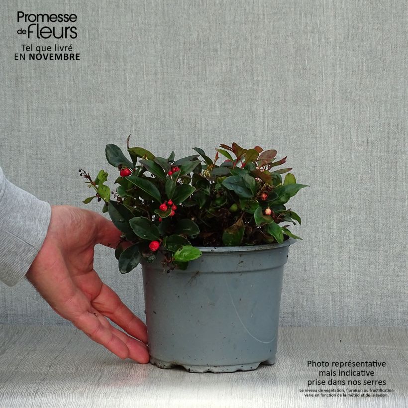 Gaultheria procumbens - Creeping Wintergreen 2L/3L pot sample as delivered in autumn