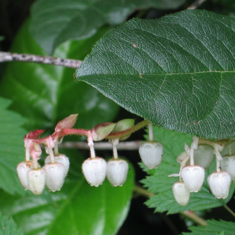 Gaultheria shallon  (Foliage)