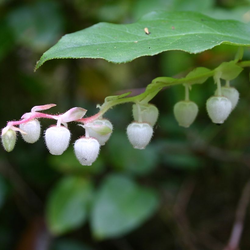Gaultheria shallon  (Flowering)