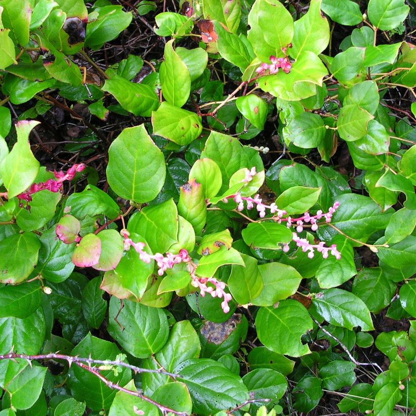 Gaultheria shallon  (Plant habit)