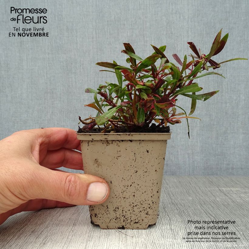 Gaura lindheimeri Crimson Butterfly 8/9 cm pot sample as delivered in autumn