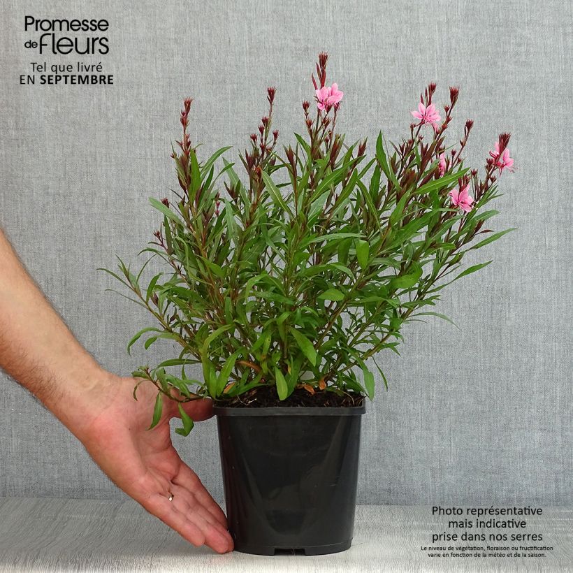 Gaura lindheimeri Baby Butterfly Dark Pink - Lindheimer's Beeblossom 2L/3L pot sample as delivered in summer