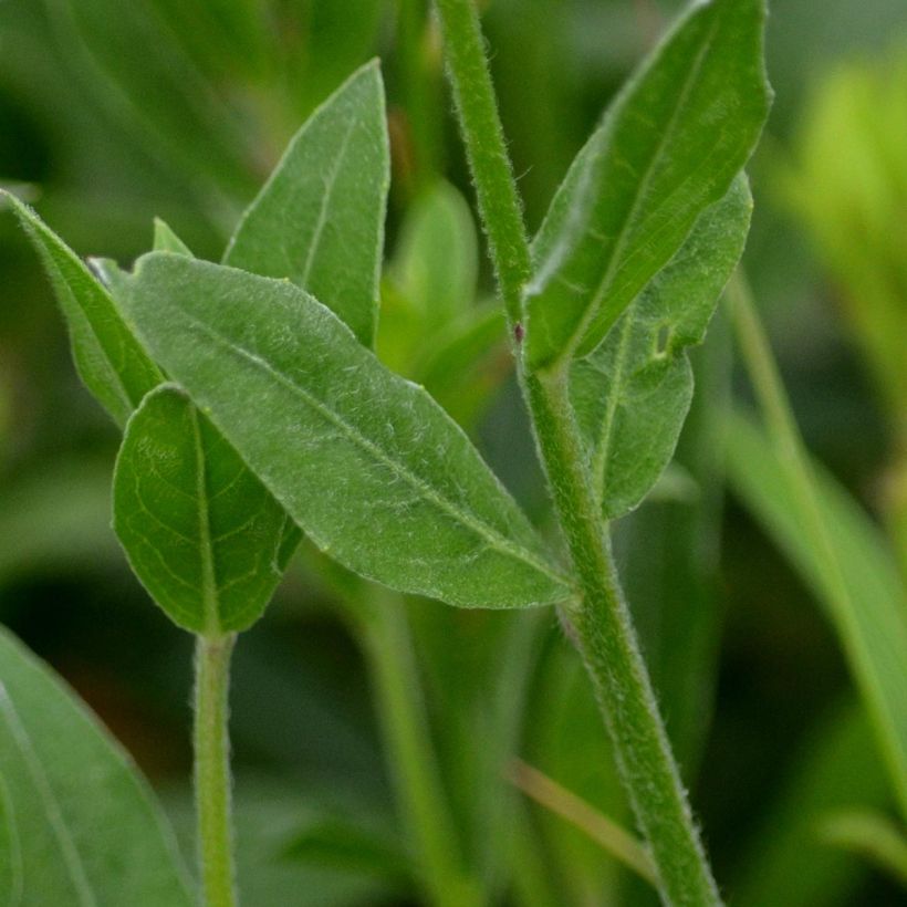 Gaura lindheimeri Snowstorm (Foliage)