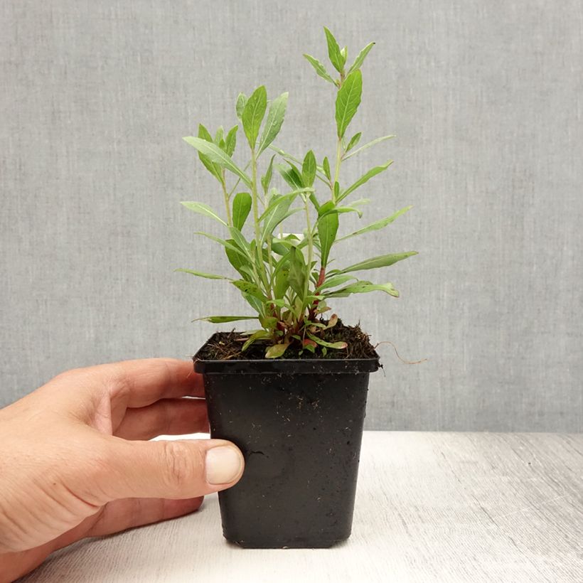Gaura lindheimeri Snowstorm 8/9 cm pot sample as delivered in summer