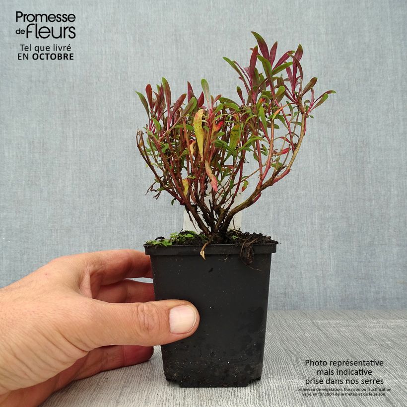 Gaura lindheimeri Blaze 8/9 cm pot sample as delivered in autumn