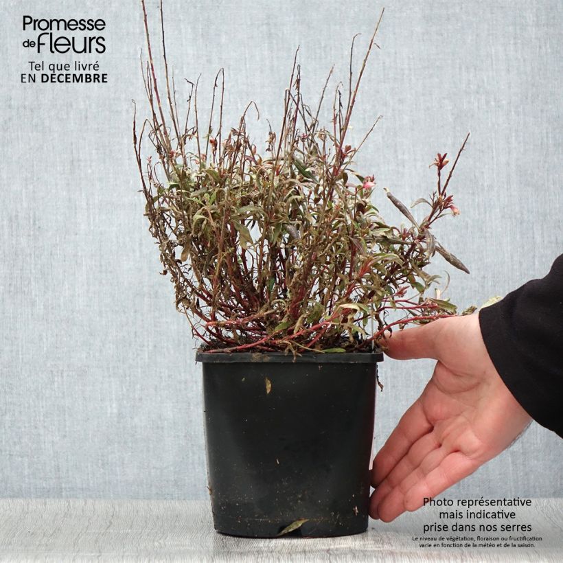 Gaura lindheimeri Blaze 2L/3L pot sample as delivered in autumn