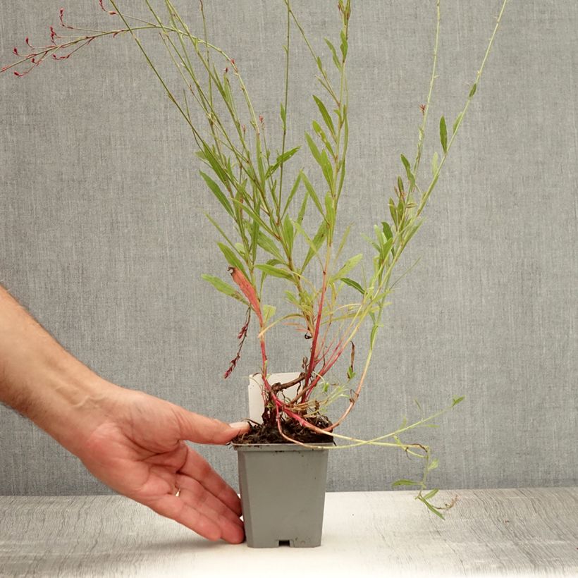 Gaura lindheimeri Cherry Brandy 8/9 cm pot sample as delivered in summer