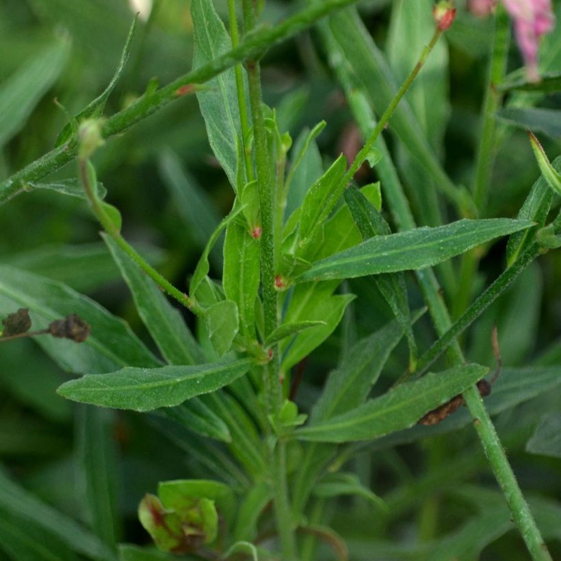 Gaura lindheimeri Rosy Jane (Foliage)