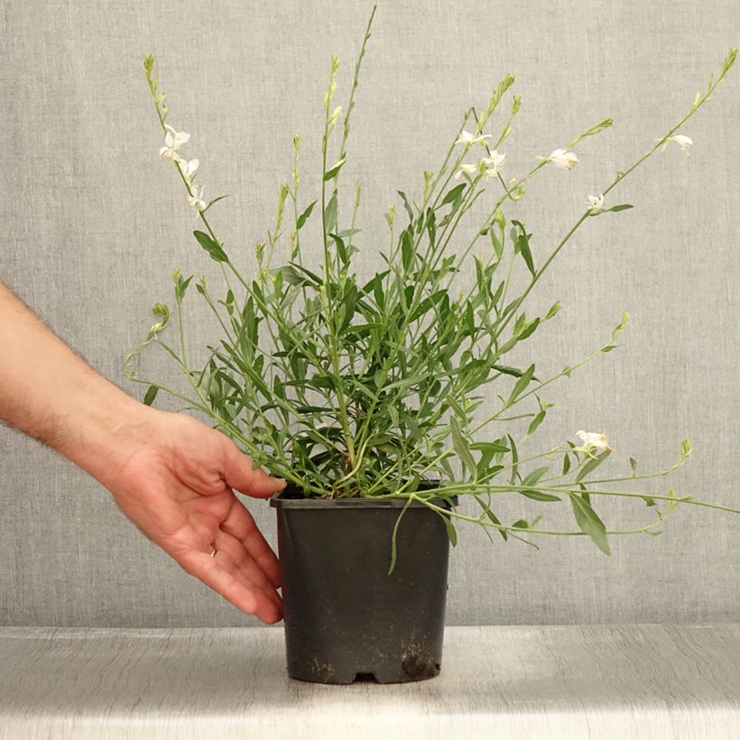 Gaura lindheimeri Snowbird 2L/3L pot sample as delivered in summer