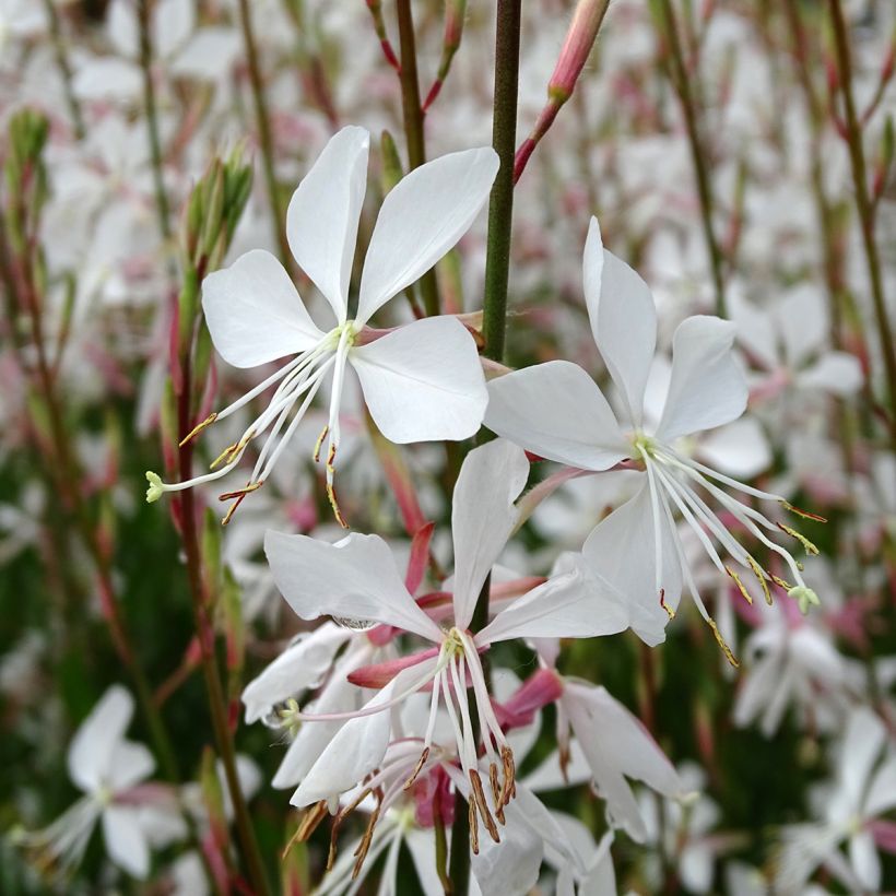 Gaura lindheimeri Snowstorm (Flowering)