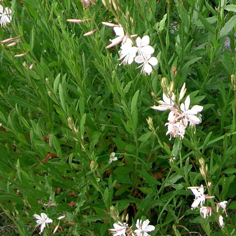 Gaura lindheimeri Summer Breeze (Foliage)