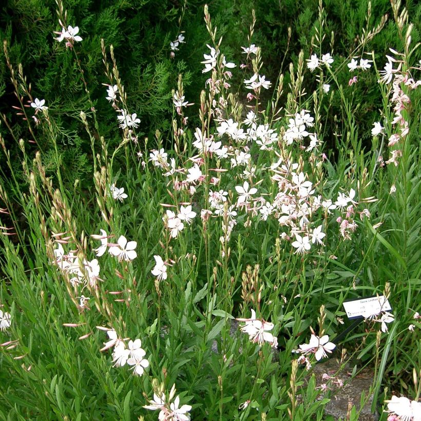 Gaura lindheimeri Summer Breeze (Plant habit)