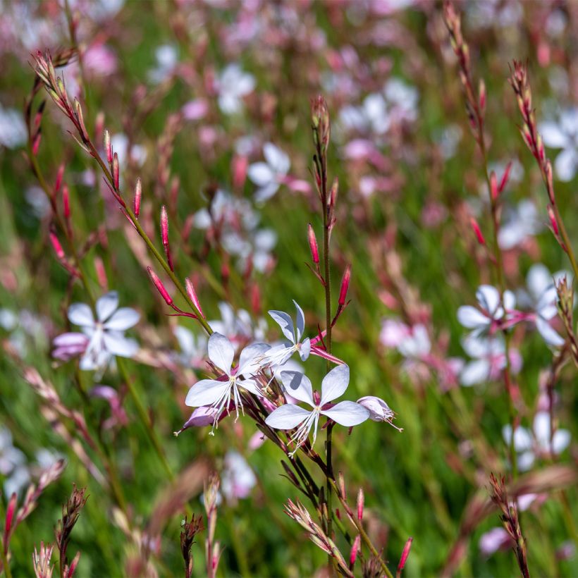 Gaura lindheimeri Whirling Butterflies (Plant habit)