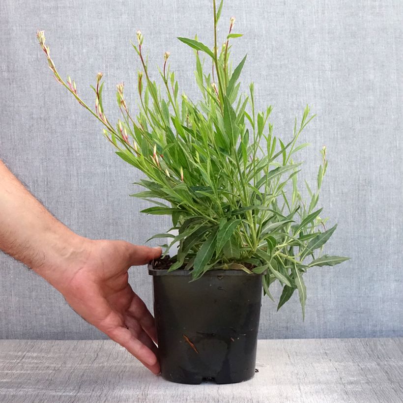 Gaura lindheimeri Whirling Butterflies 2L/3L pot sample as delivered in summer