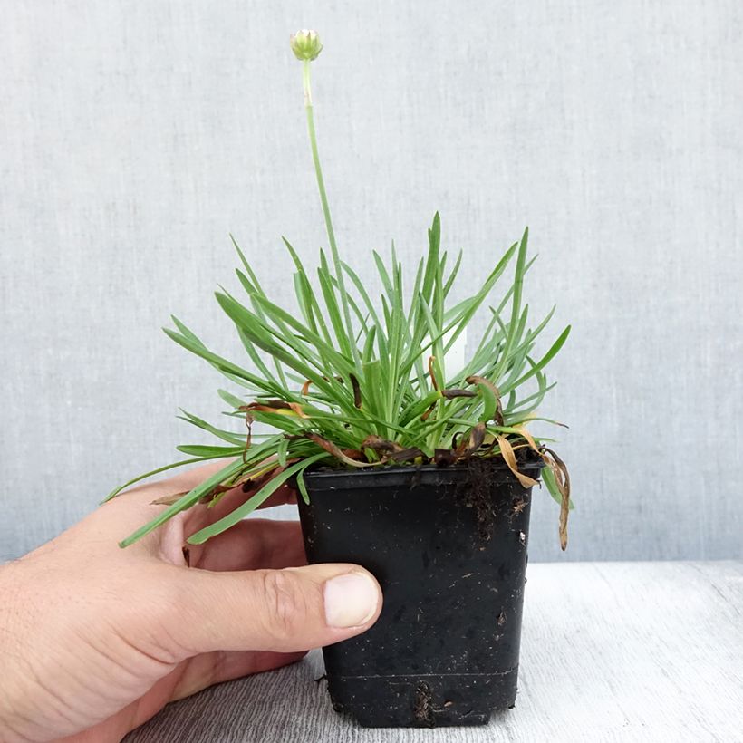 Armeria hybrida Ornament - Sea Thrift 8/9 cm pot sample as delivered in summer