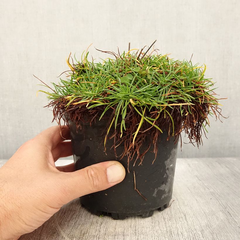 Armeria maritima Alba - Sea Thrift 2L/3L pot sample as delivered in summer
