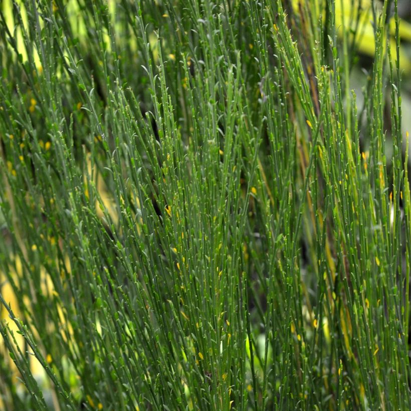 Cytisus scoparius Ruby (Foliage)