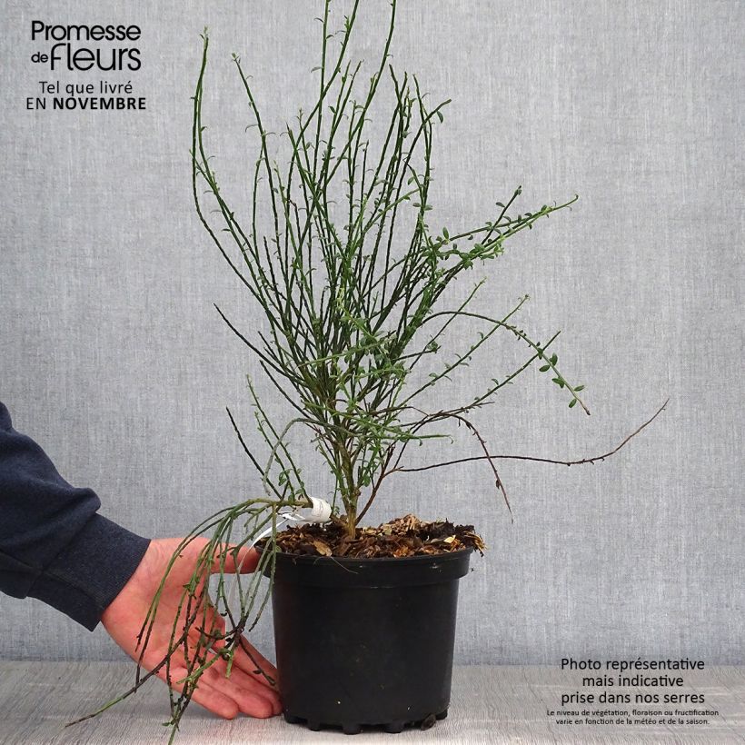Cytisus scoparius La Coquette 2L/3L pot sample as delivered in autumn