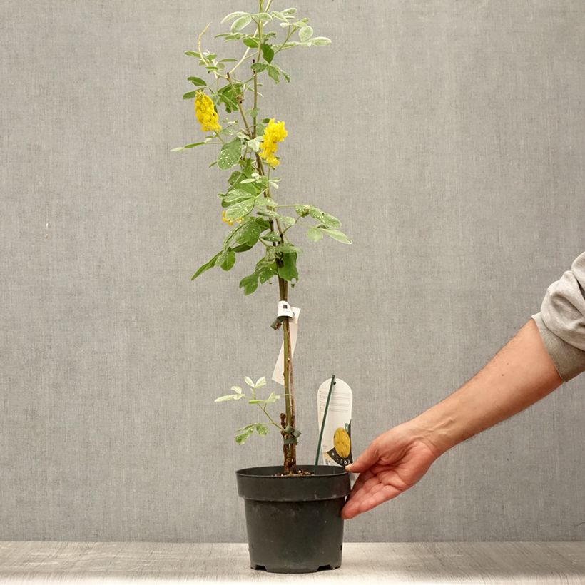 Cytisus battandieri 3L/4L pot sample as delivered in summer