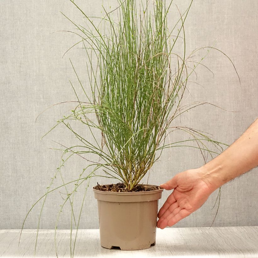 Cytisus praecox Hollandia 2L/3L pot sample as delivered in summer