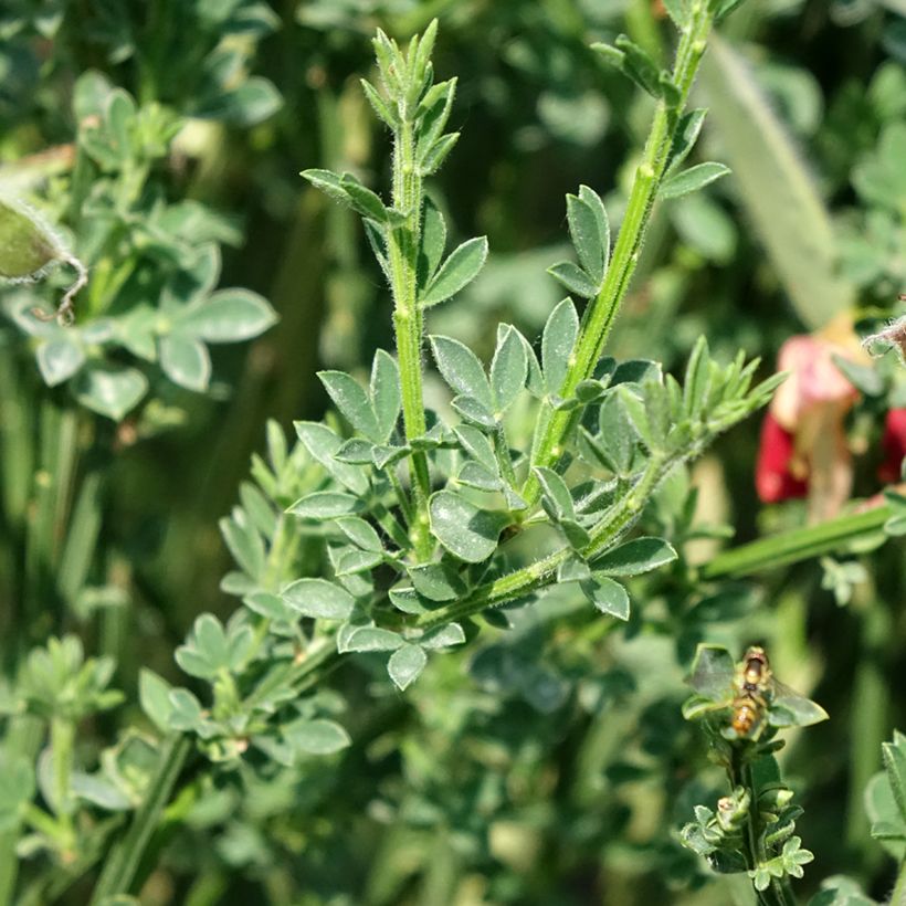 Cytisus scoparius Palette (Foliage)