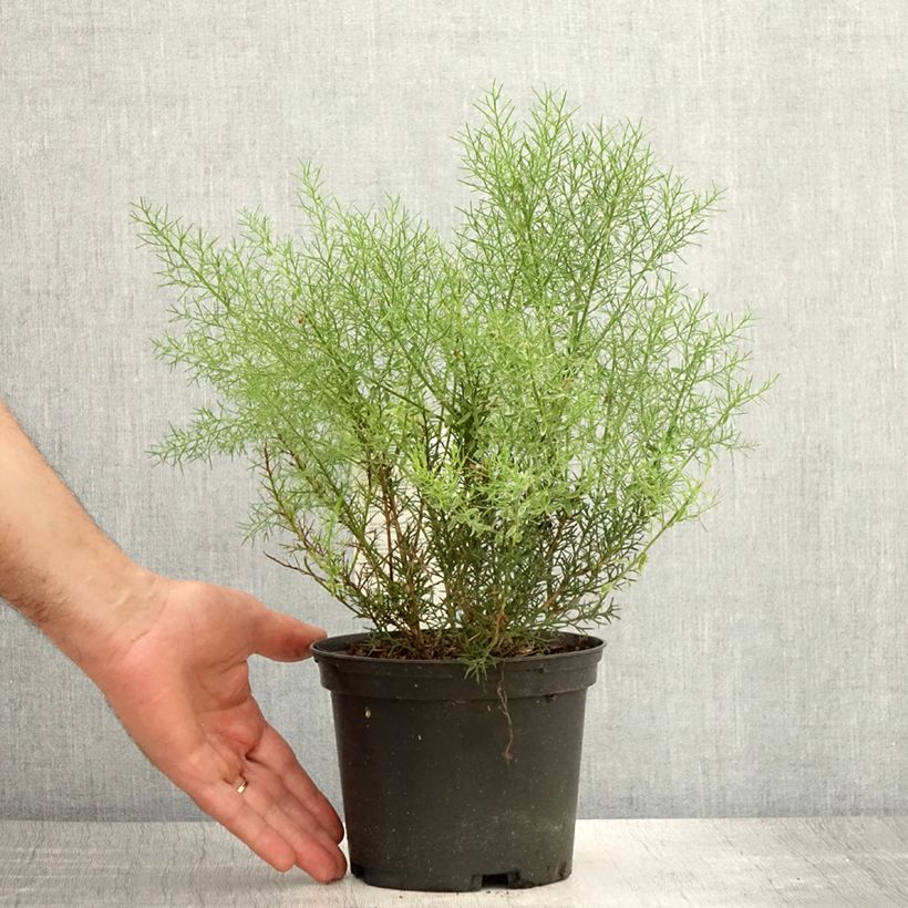 Genista hispanica 2L/3L pot sample as delivered in summer
