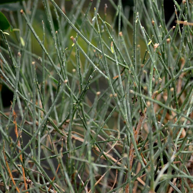 Genista lydia (Foliage)