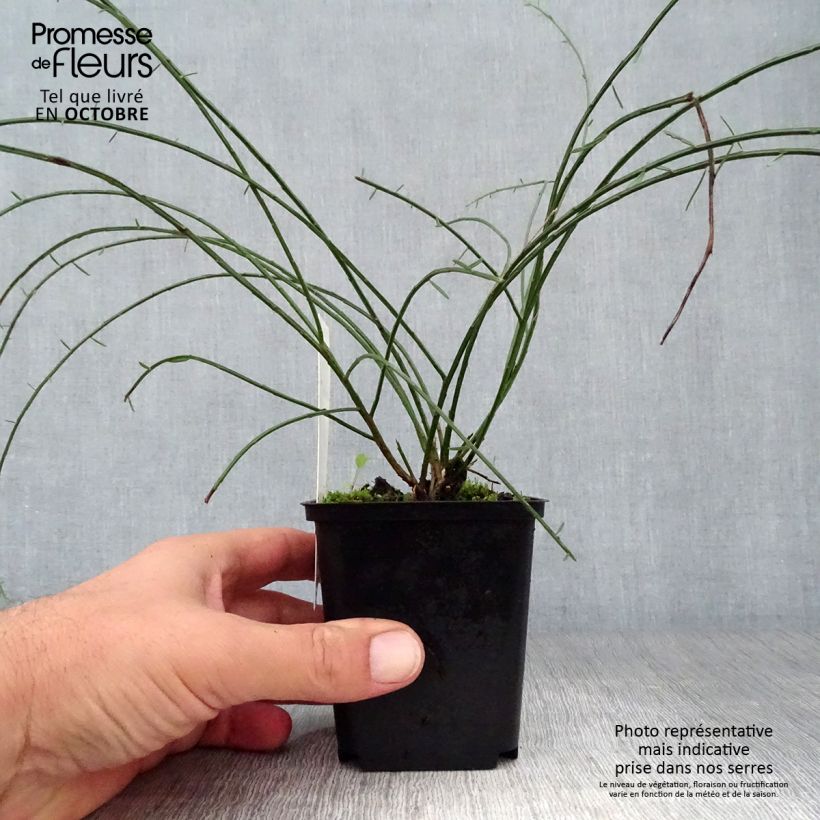 Genista lydia 8/9 cm pot sample as delivered in autumn