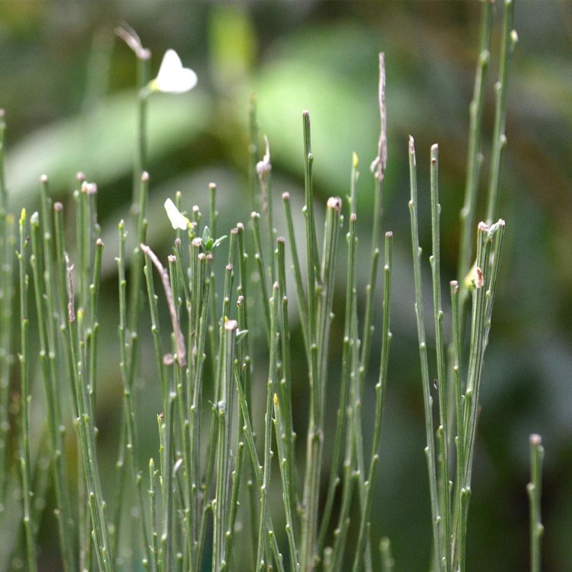 Cytisus praecox Albus (Foliage)