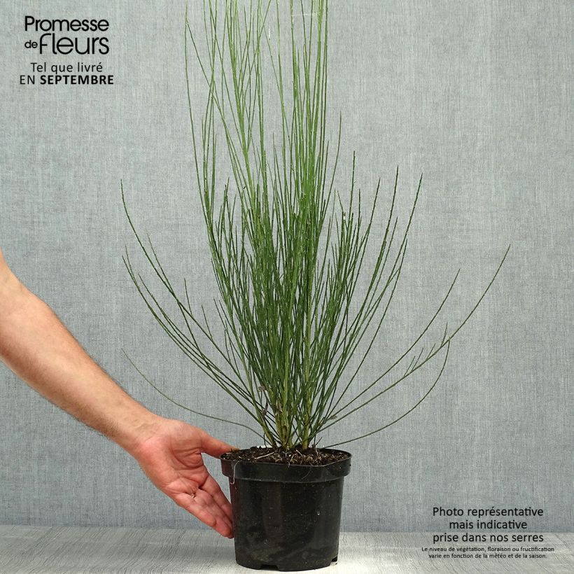 Cytisus praecox Albus 2L/3L pot sample as delivered in autumn