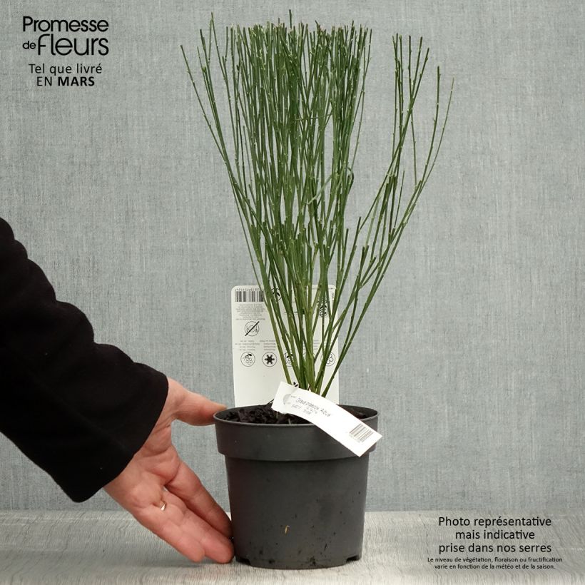 Cytisus praecox Albus 2L/3L pot sample as delivered in spring